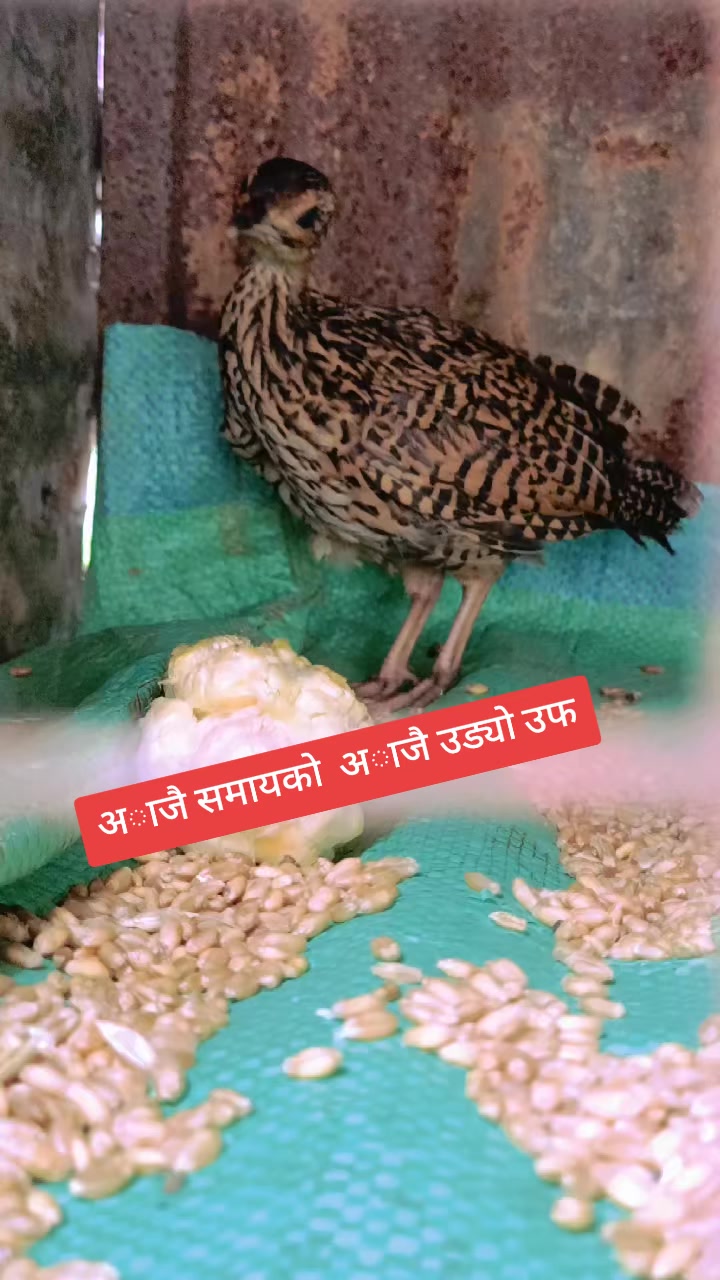 @💗Nava💗 Razz💘 Mishra❤️