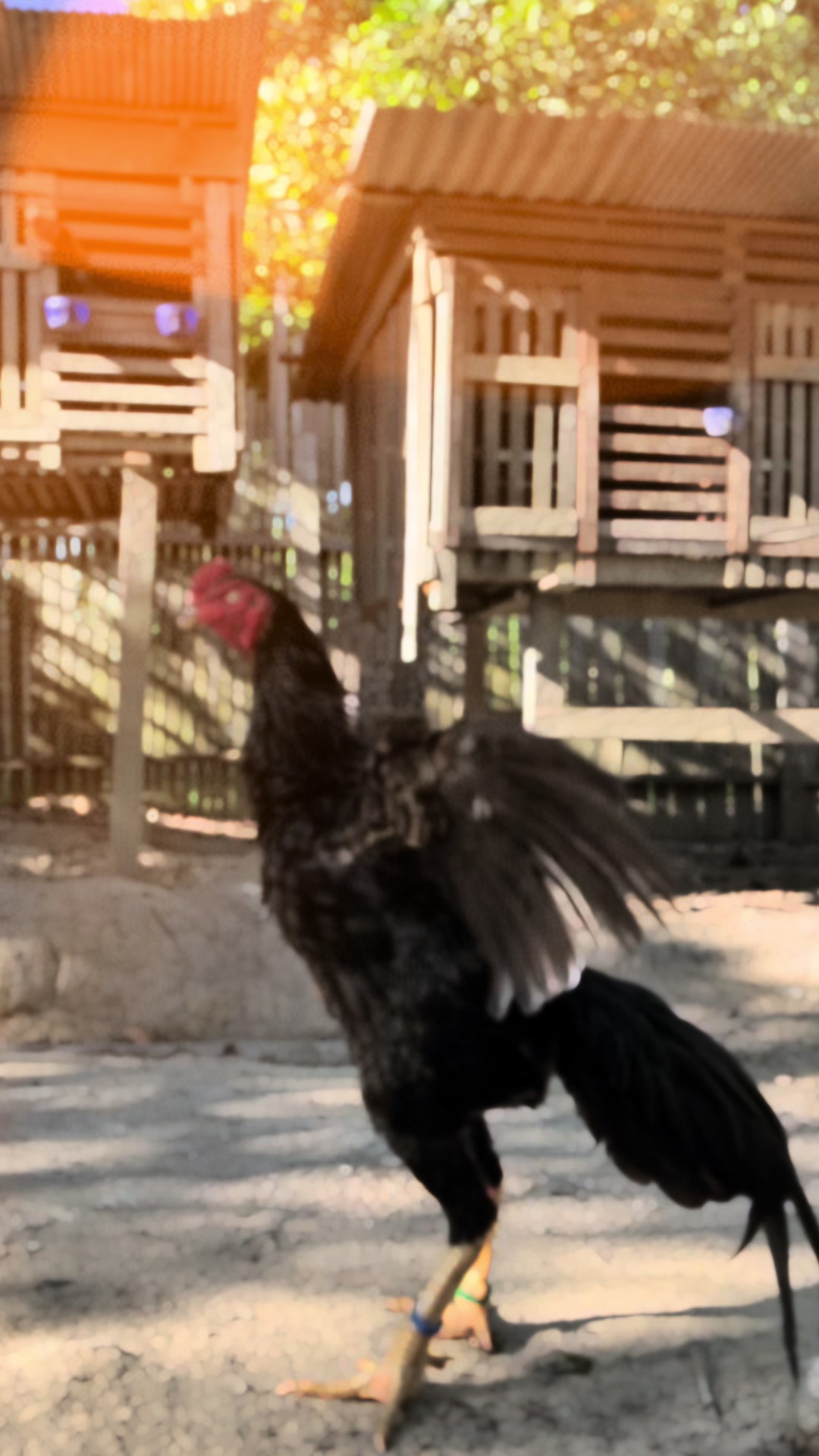 @PUANGFARM
