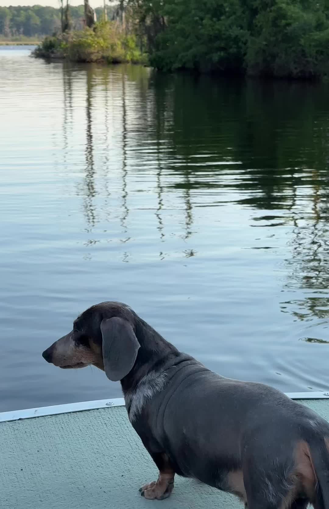 @Oscar The Wiener