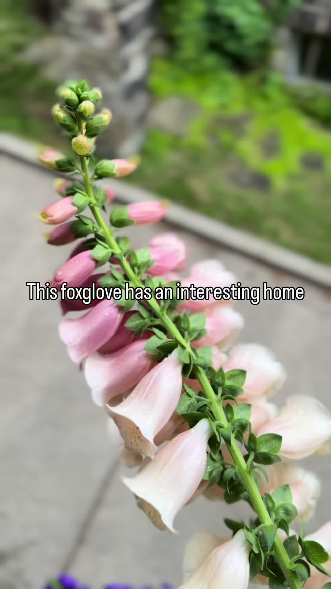 @PlantTraps