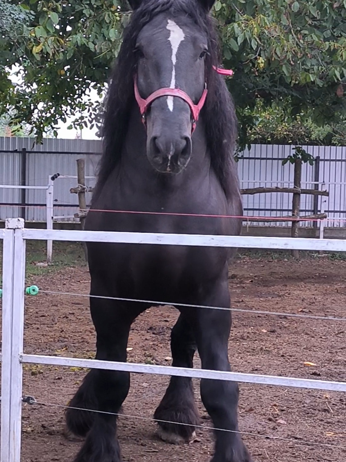 @ВАСЯ БОЙЧУК 🐎