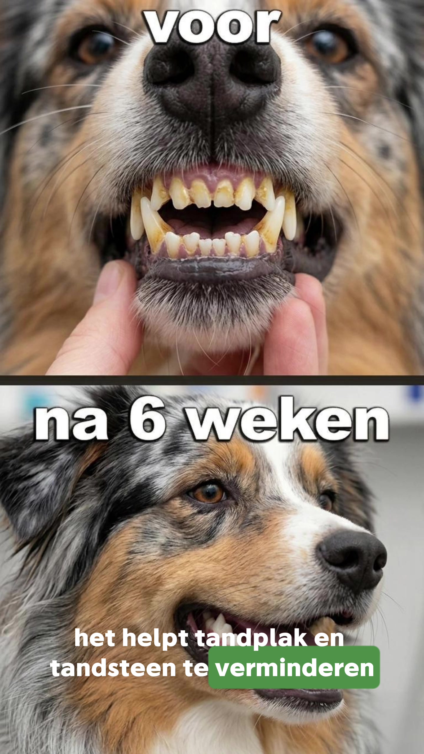 @Pure Paws