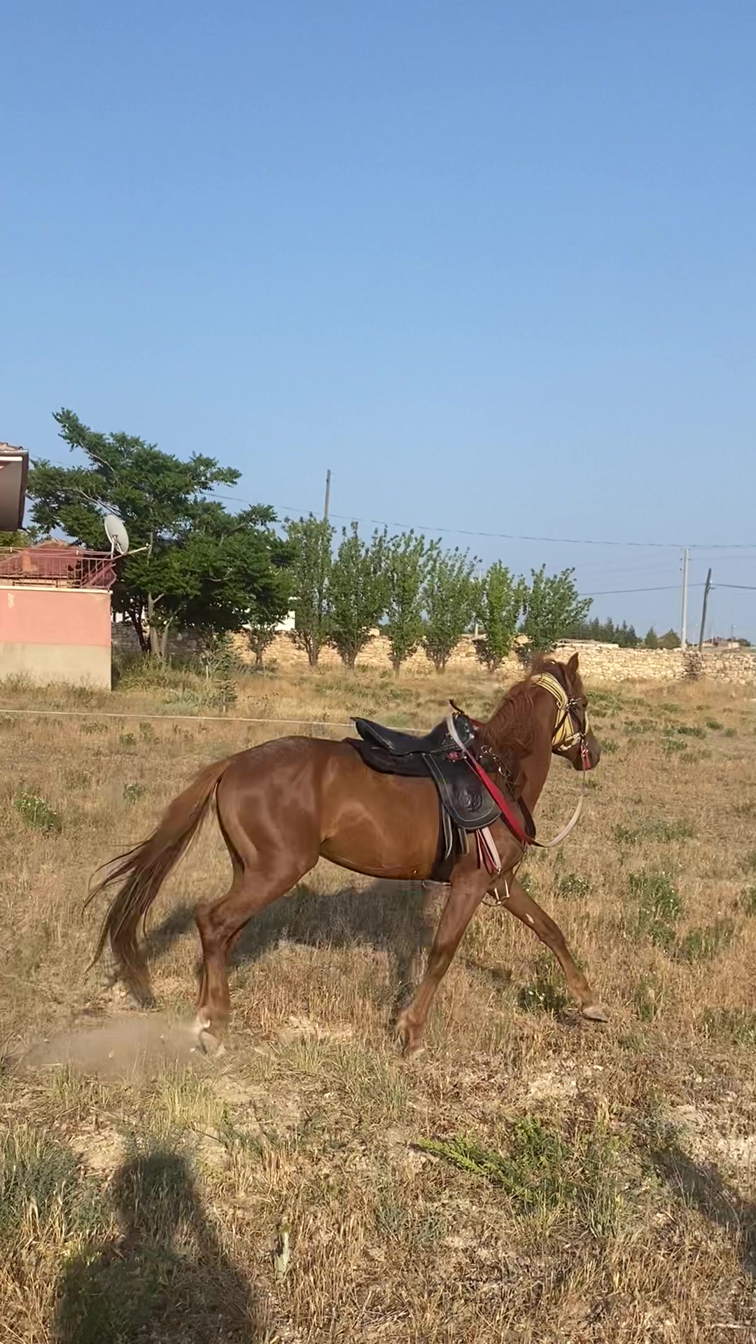 @KAPAKLIKAYA HAYVANCILIK