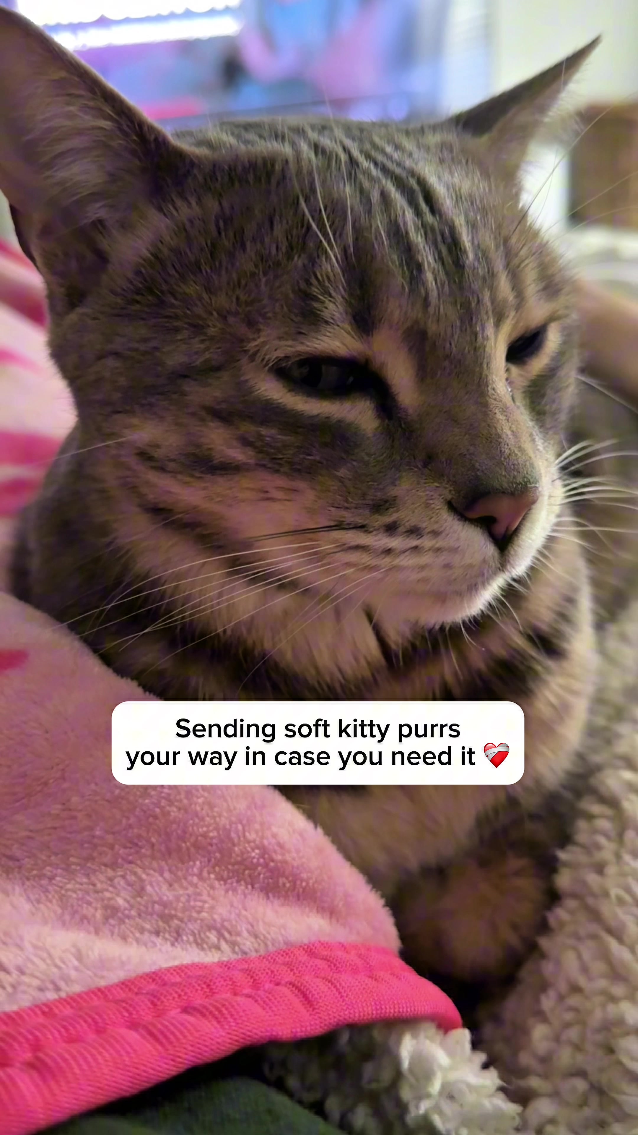 @Mochi the Bengal