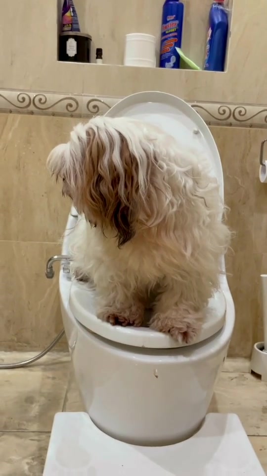 @Hau