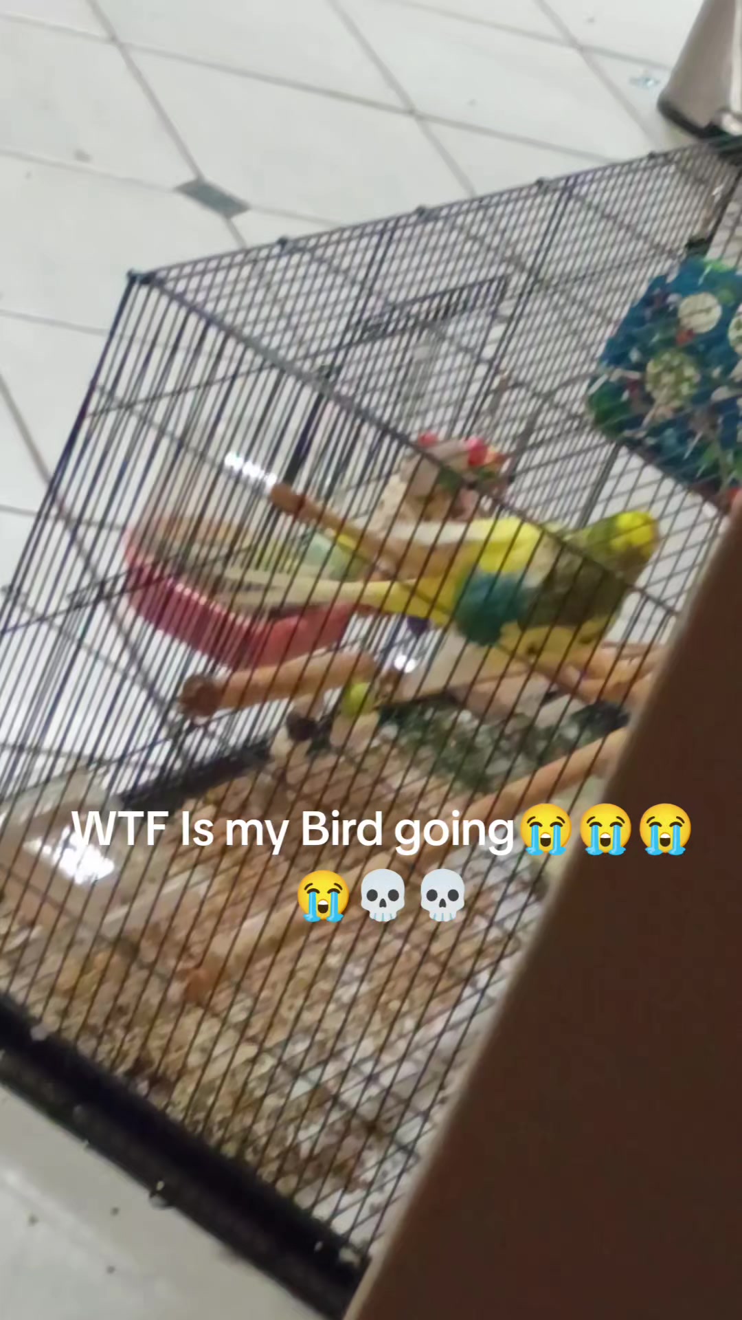 @Duck