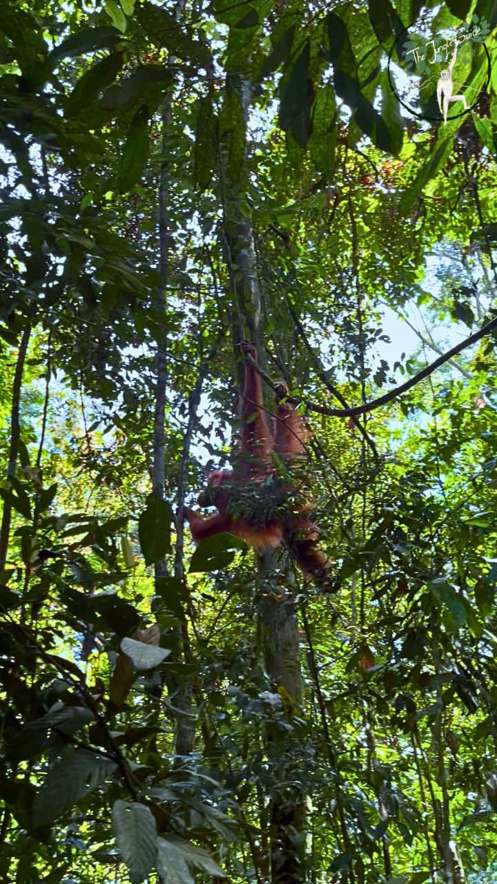 @The Jungle Guide