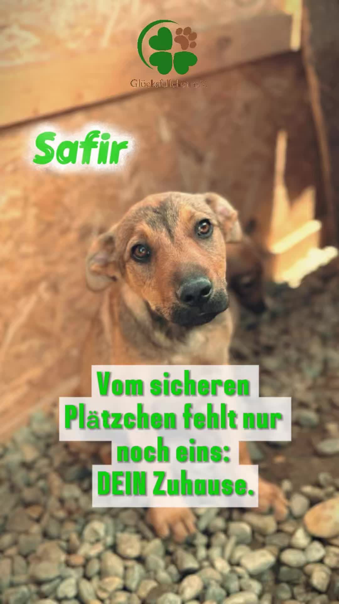 @Glücksfellchen Tierhilfe e.V.