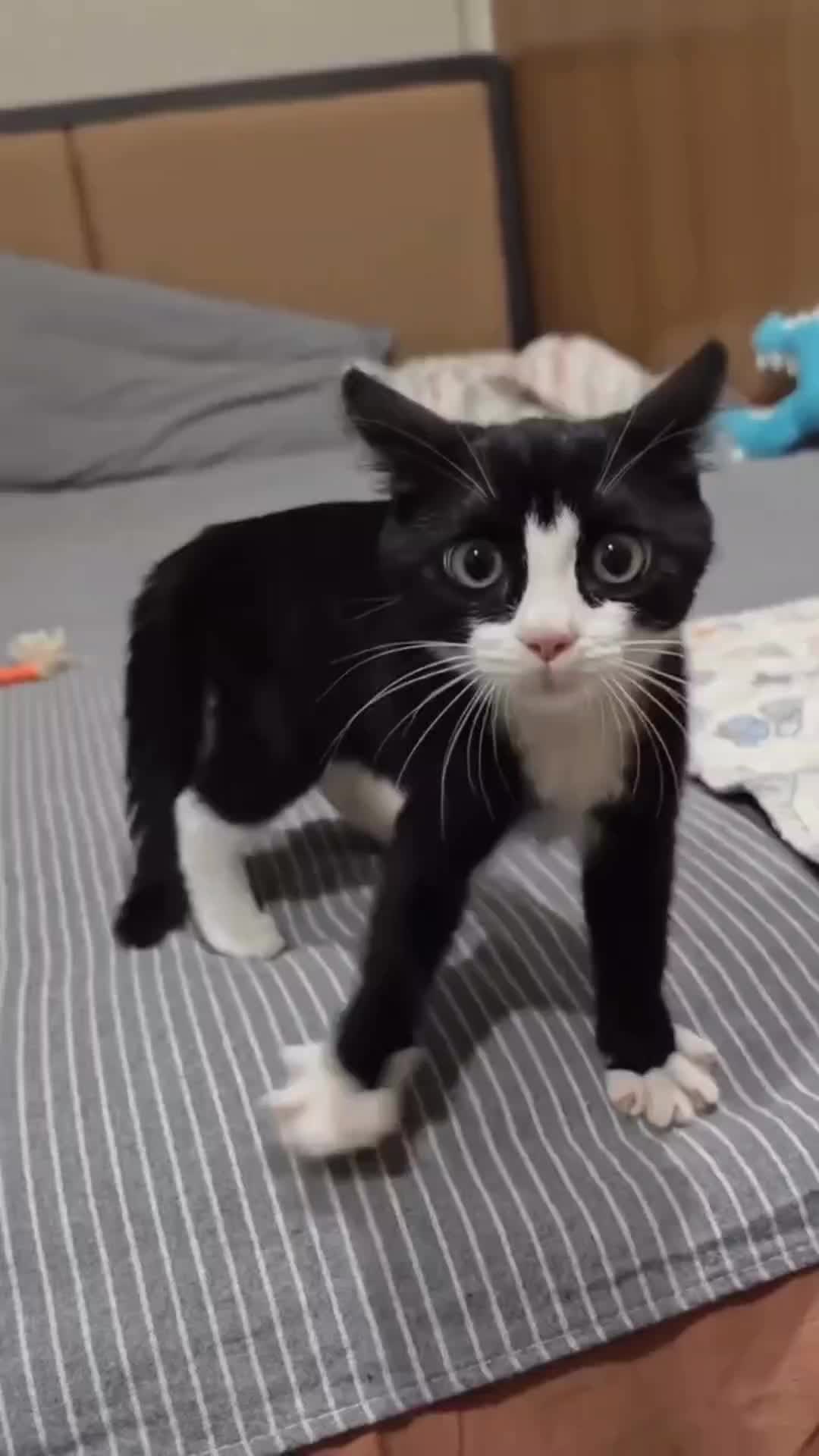 @cats