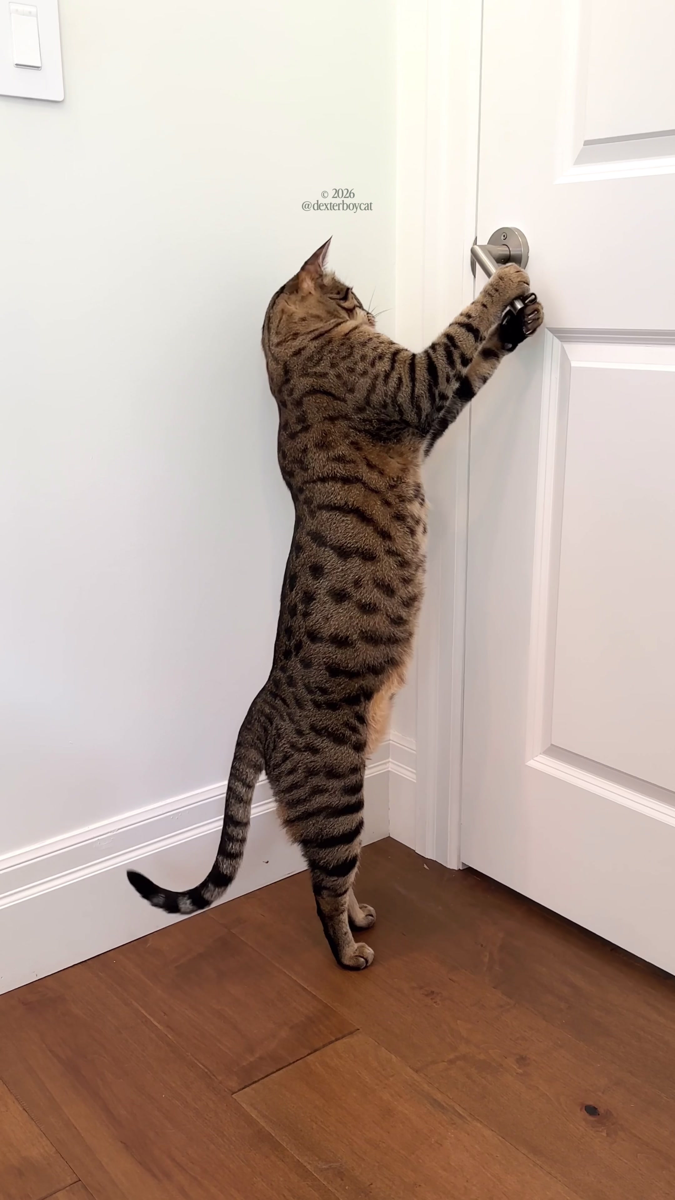 @dexterboycat 🐆♥️