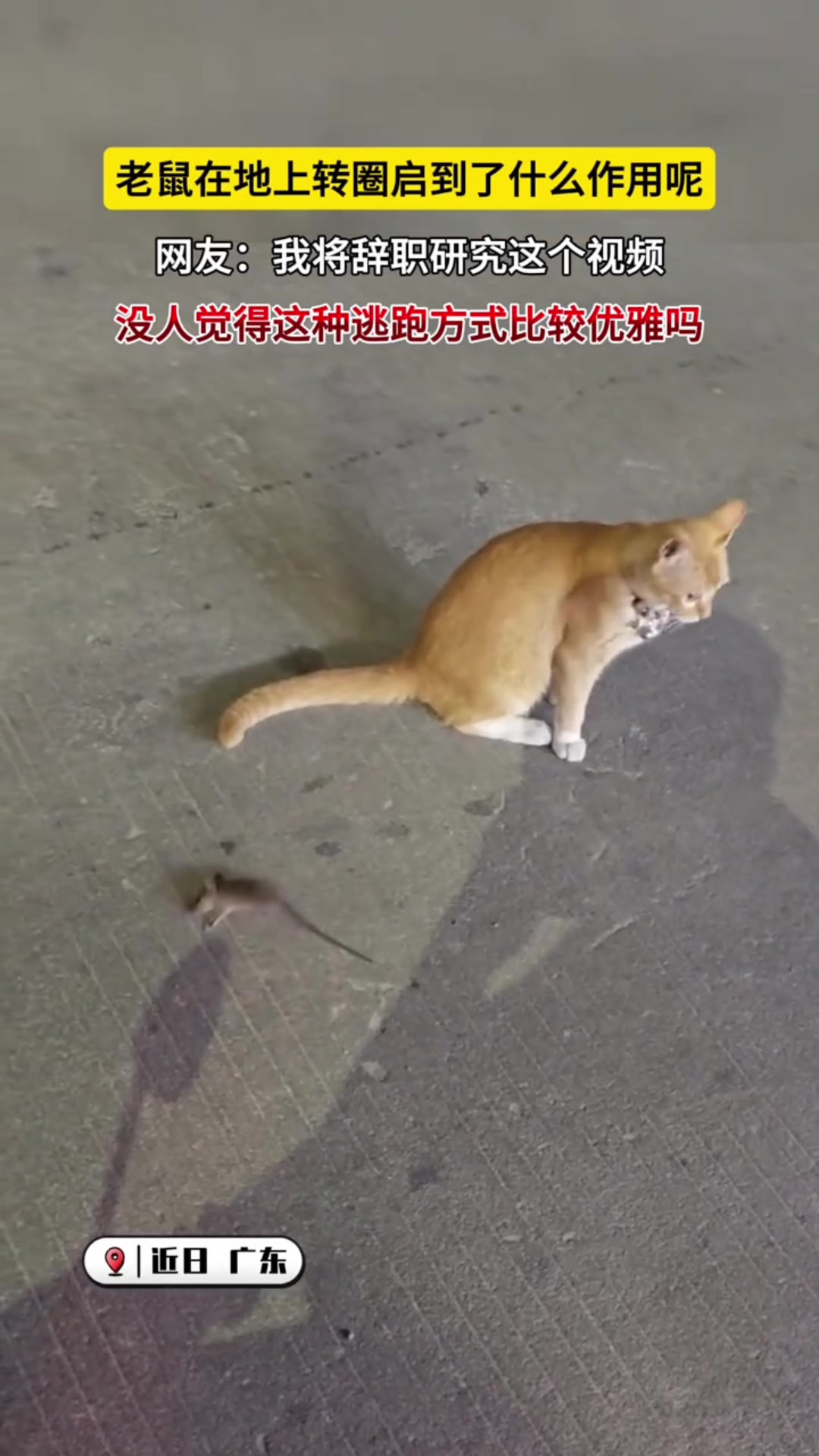 @中国蓝国际