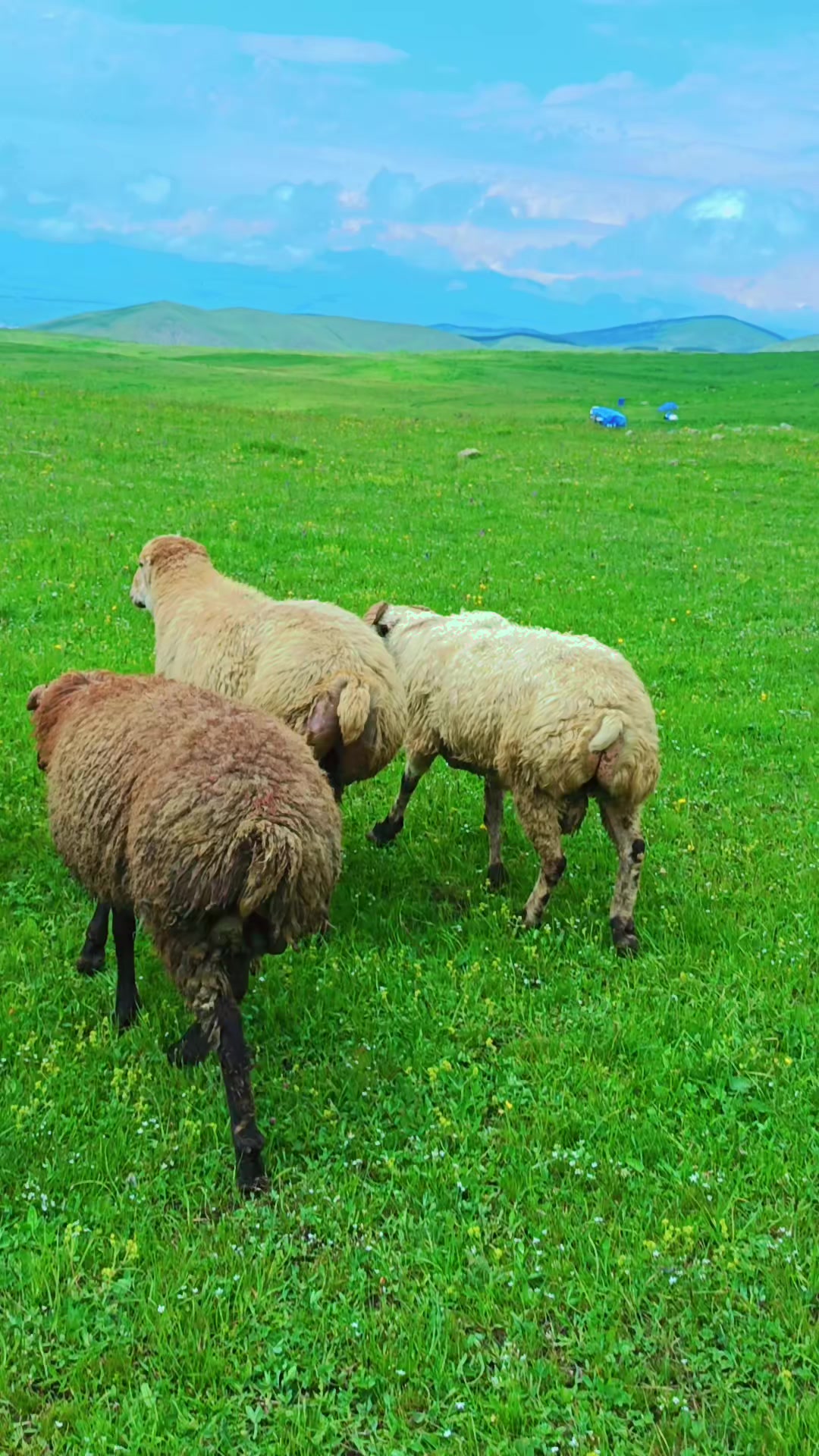 @Yalçın1