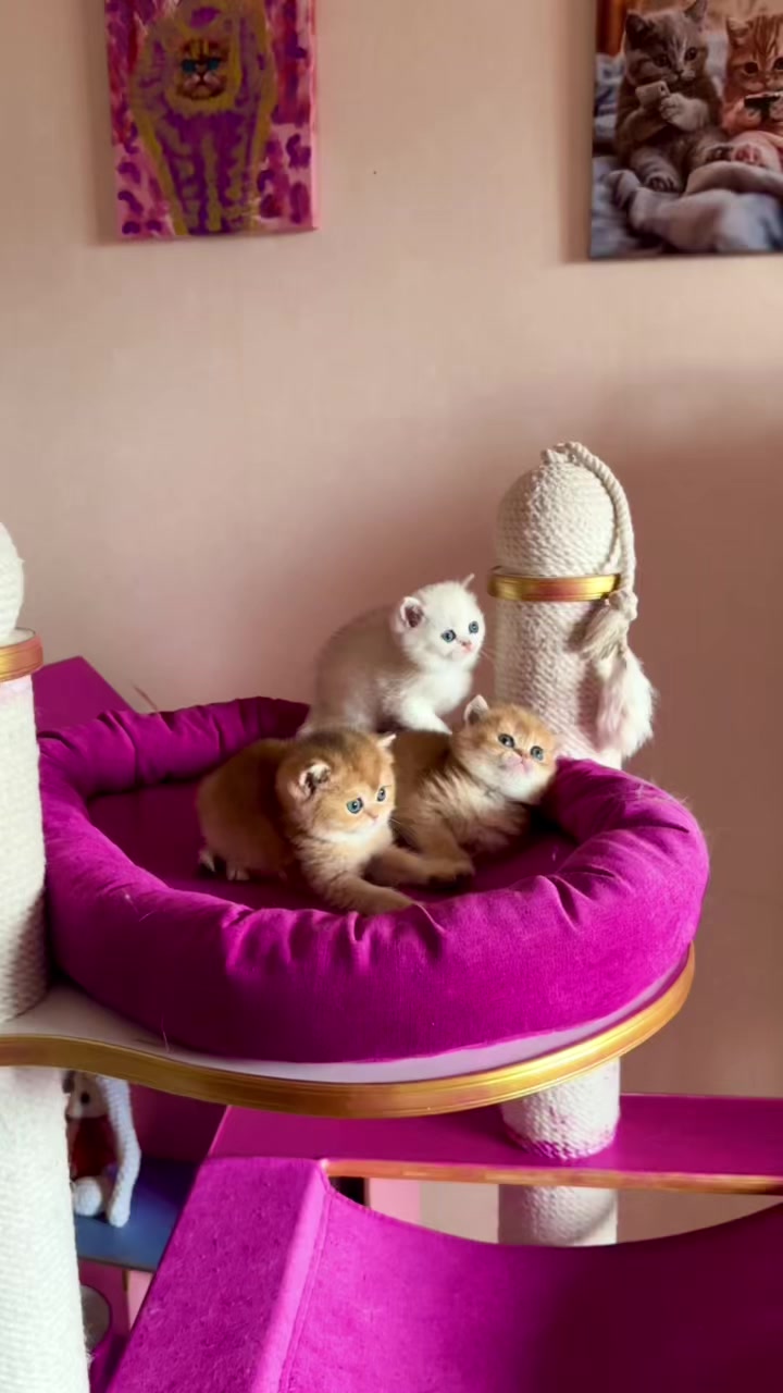 @🦋Cattery_Airveils🦋