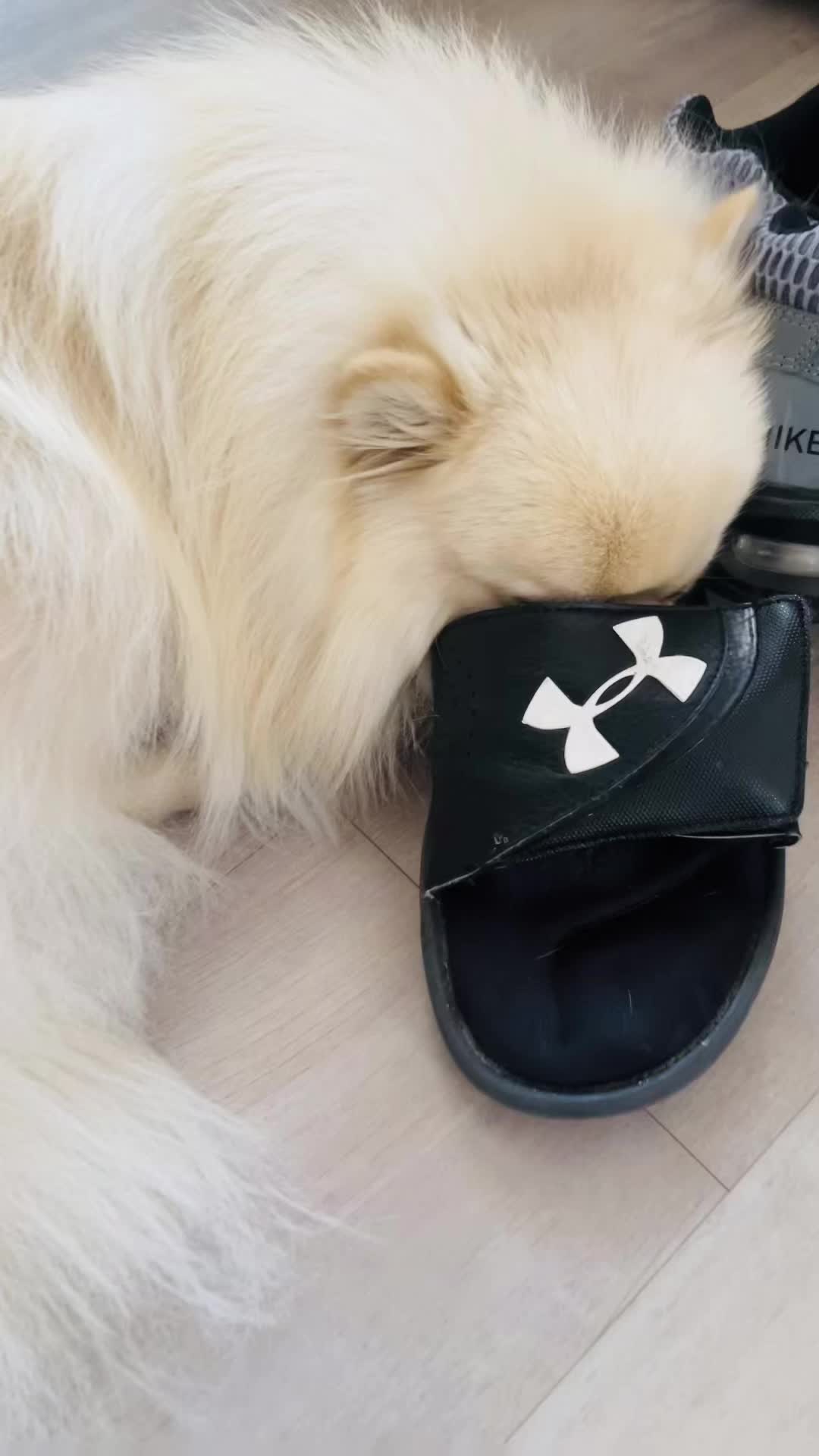 @beingmilothepom