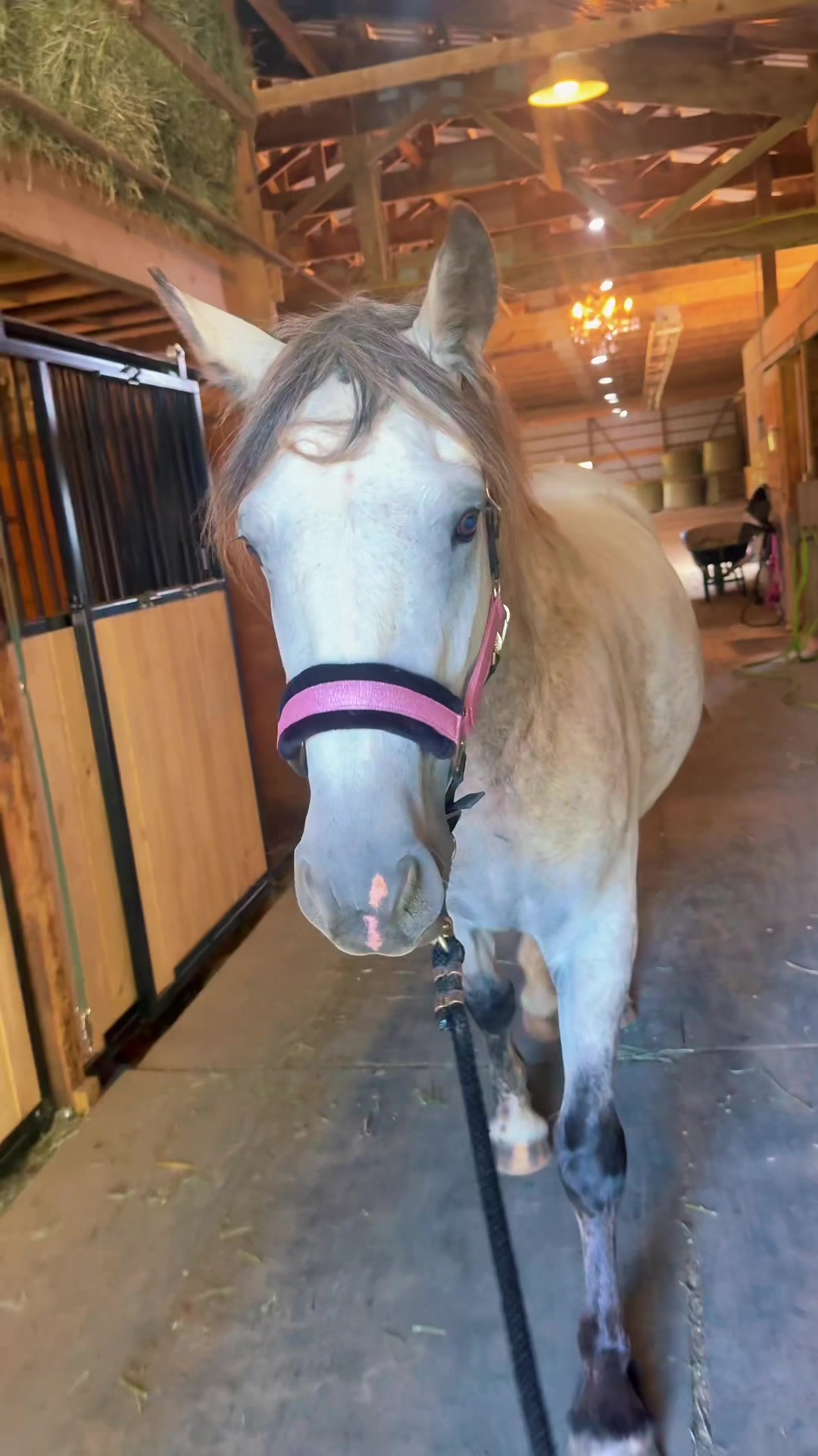 @Free Spirit Equestrian