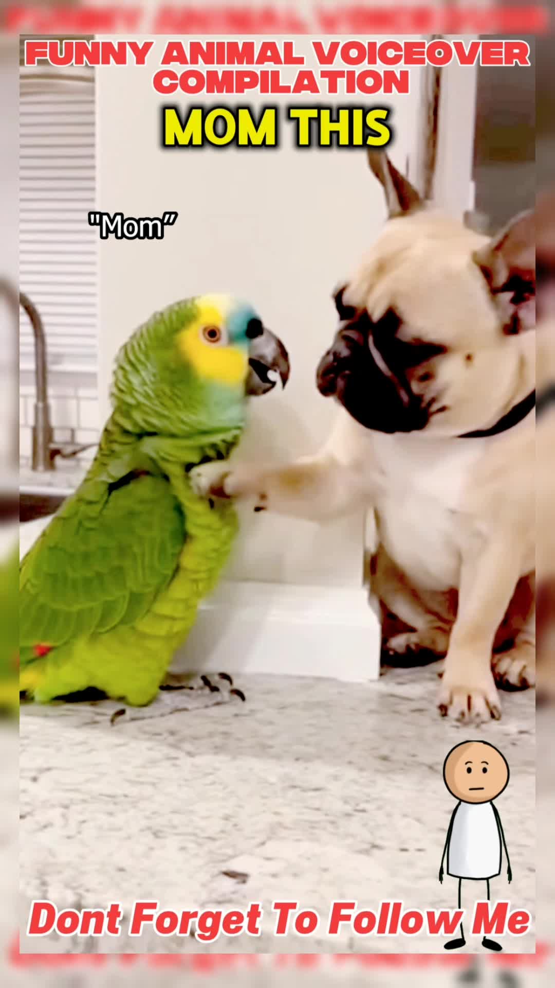 @Funny Animal Voiceover