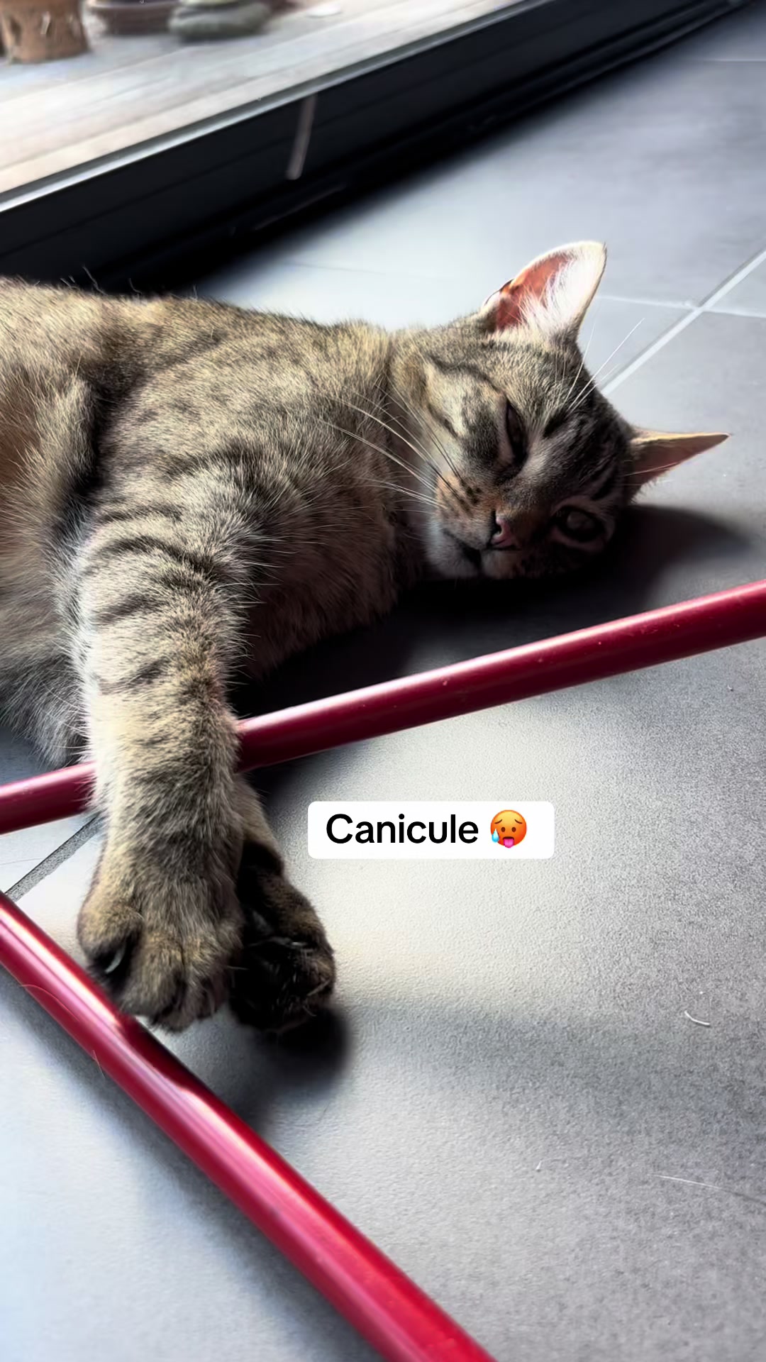 @Bulle la chatte 🐈