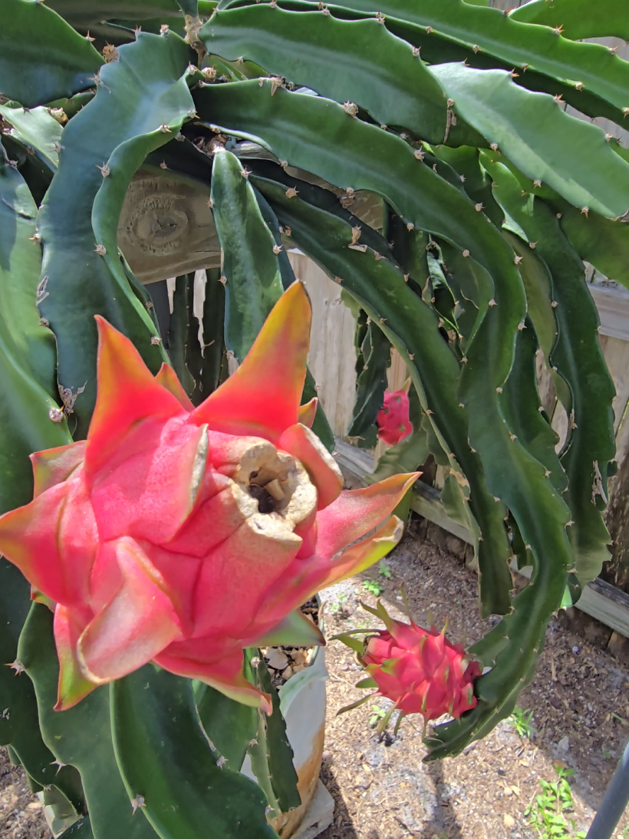 @Space Coast Dragon Fruit