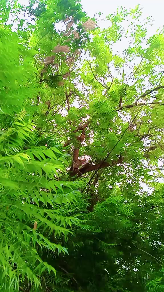 @رائے نعیم یاسین کھرل