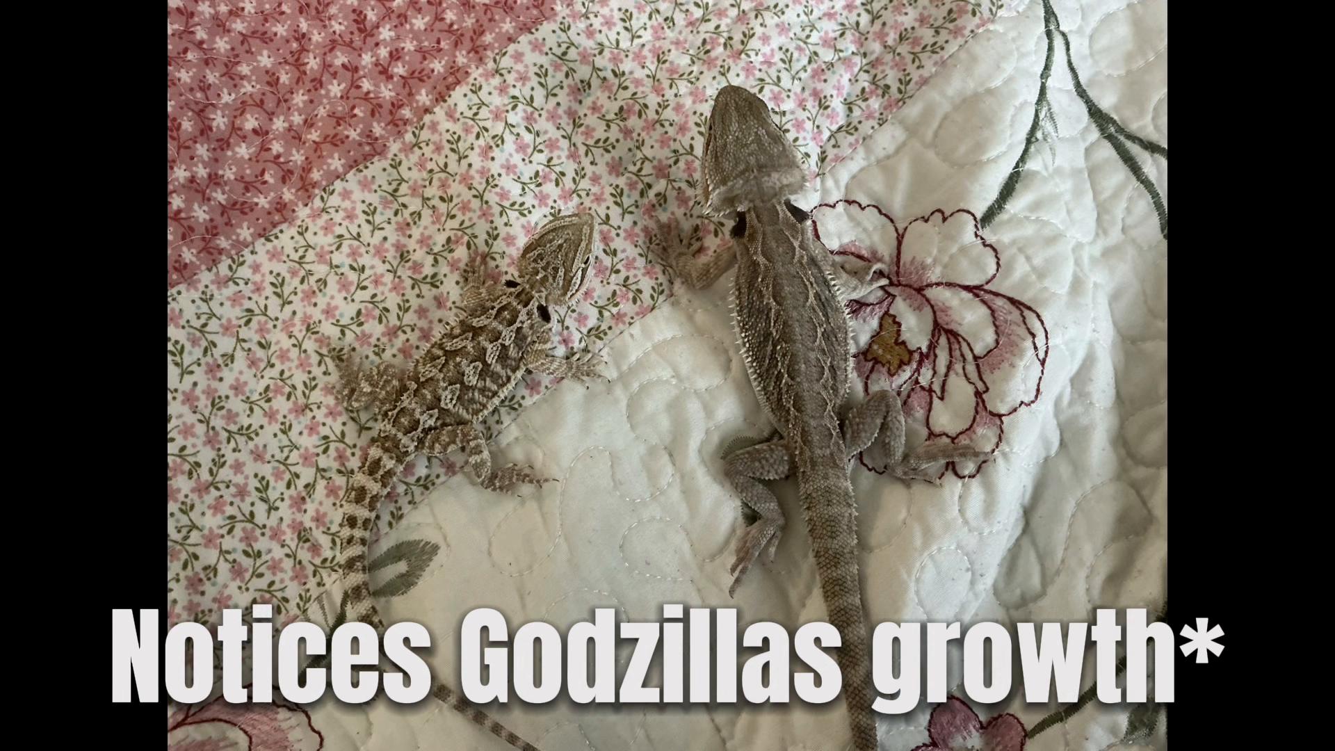 @iluvmybeardies