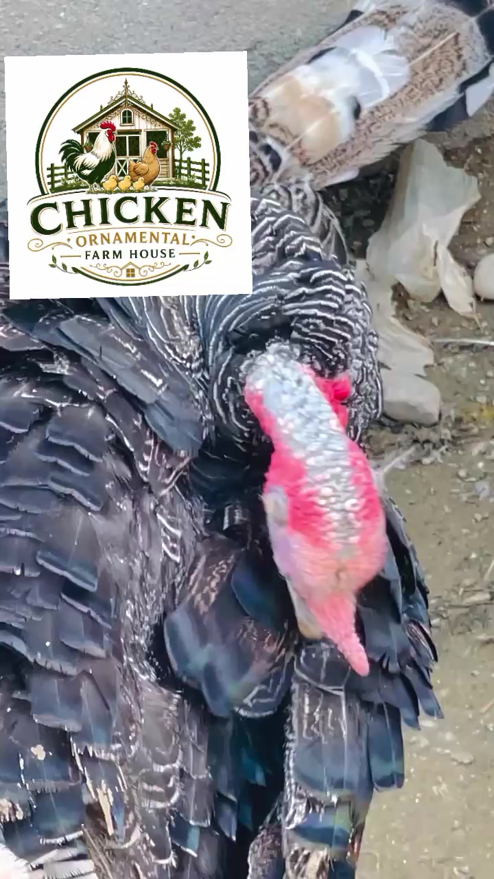 @Chicken ornamental Farm