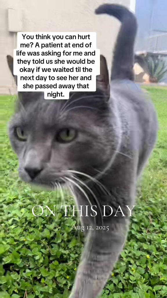 @Therapy Cat Roger & Family