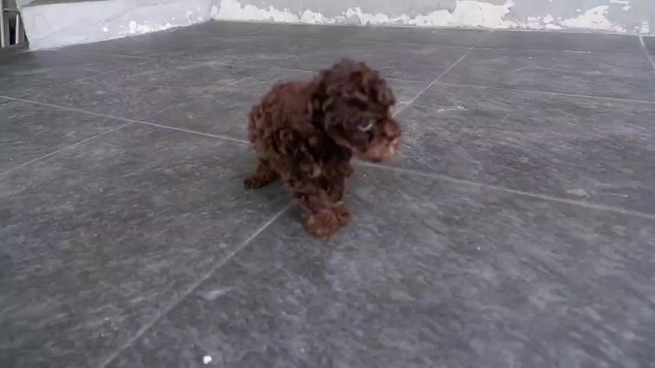 @Lavanya Kennel