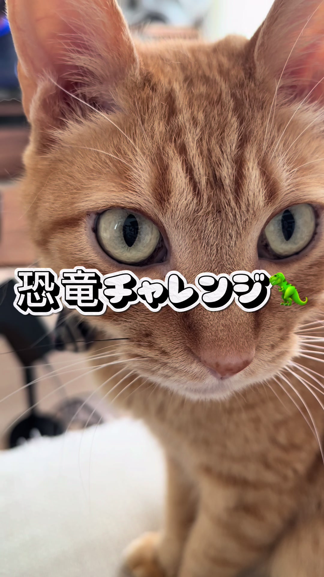 @くろねこ🐈⬛🩶🐈🤍
