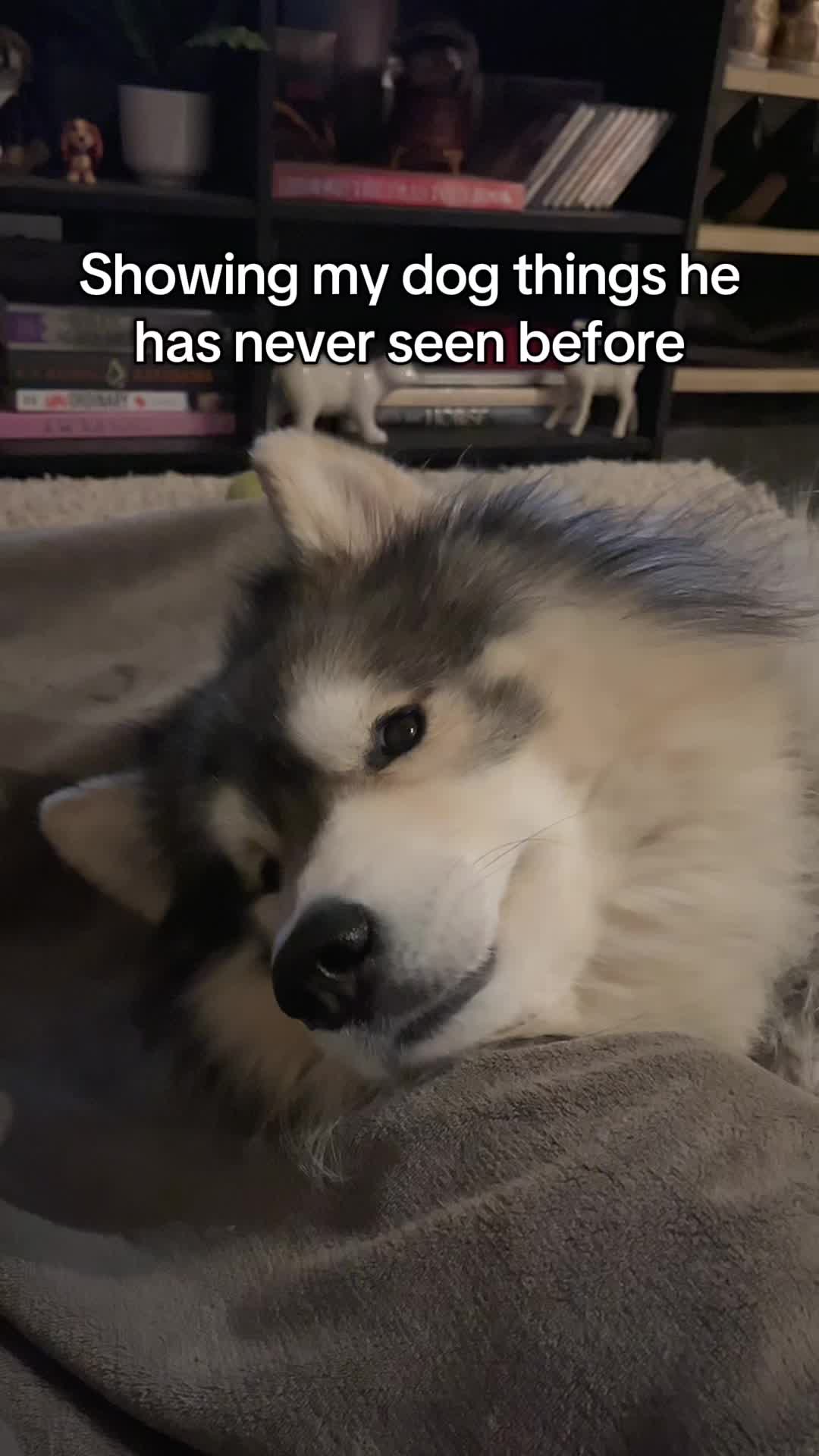 @Echo The Husky
