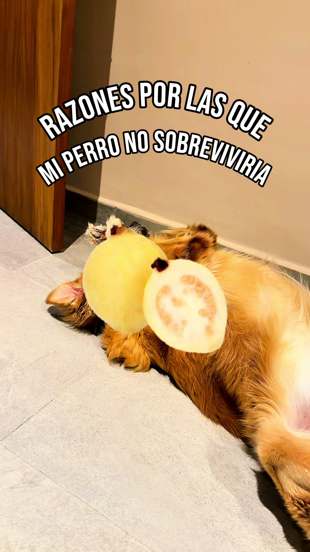 @Murph_holbox