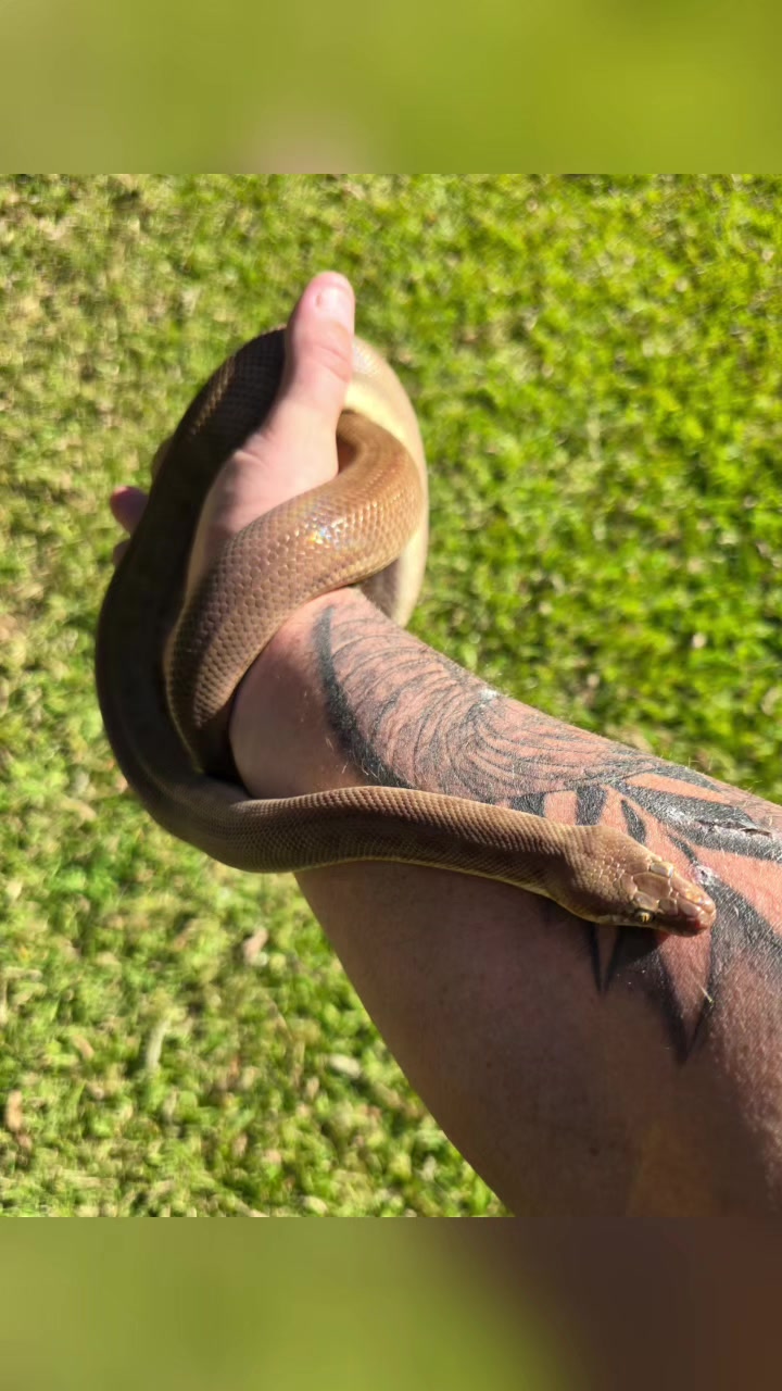 @NarellanSnakeCatcher