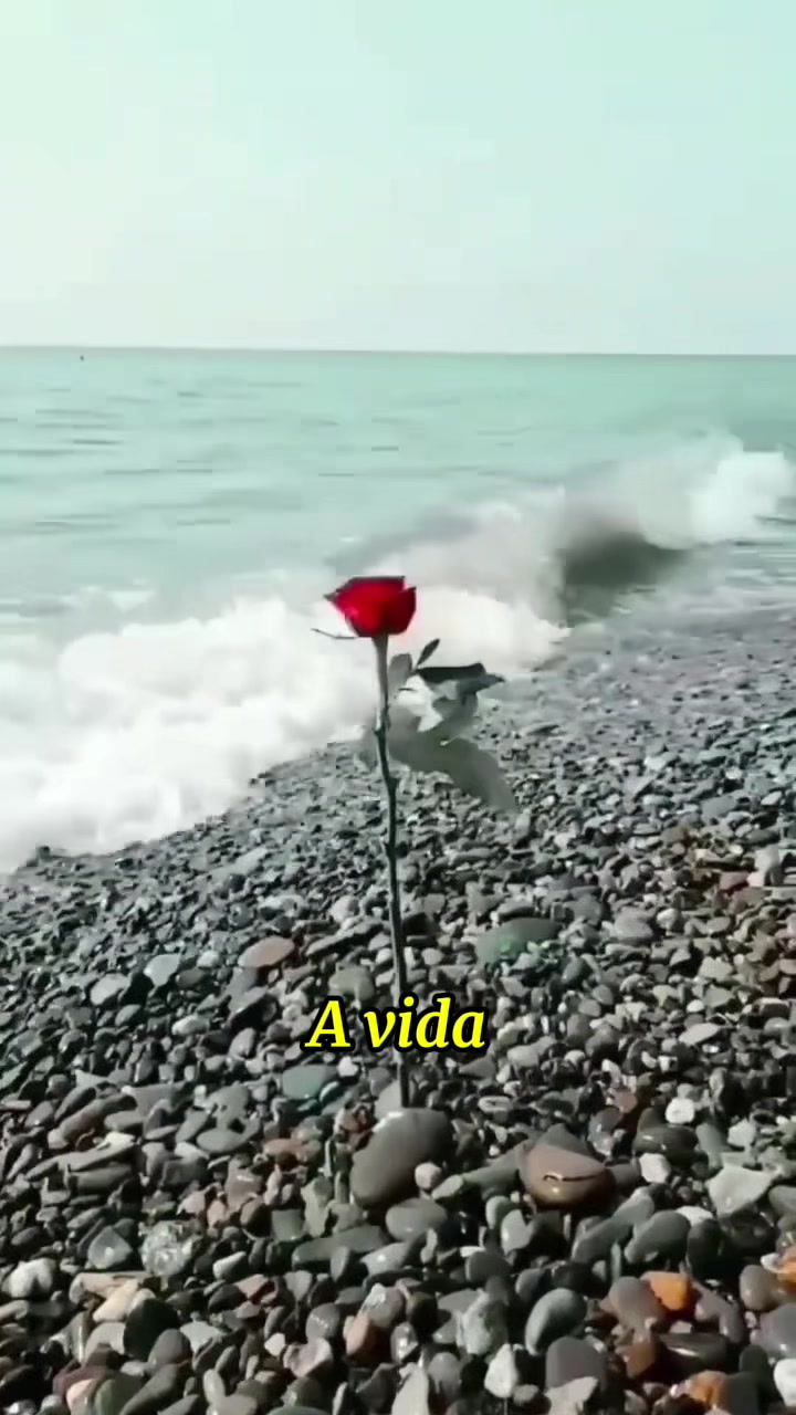 @Rosa Maria Pires