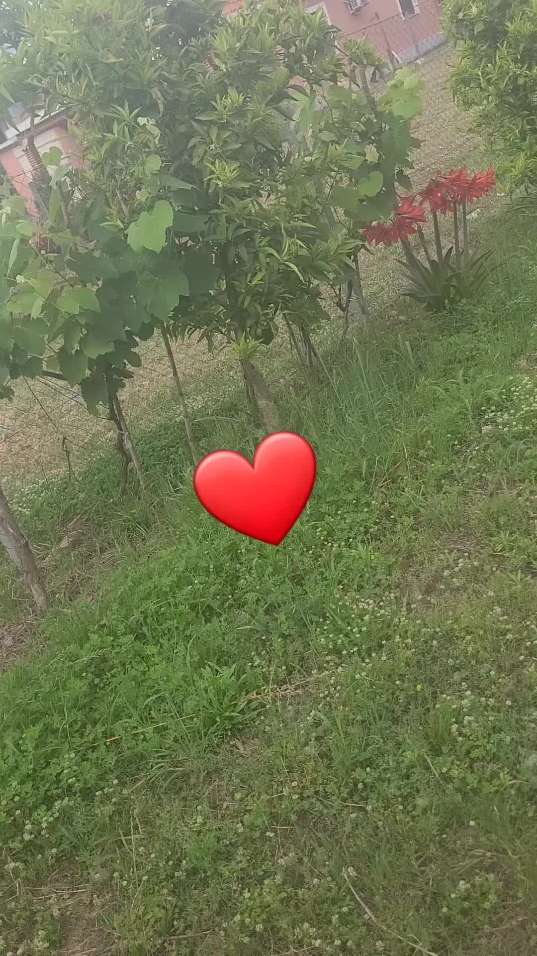 @veramarashi802