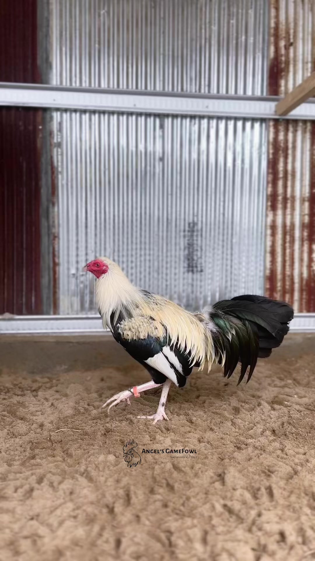 @angelsgamefowl88