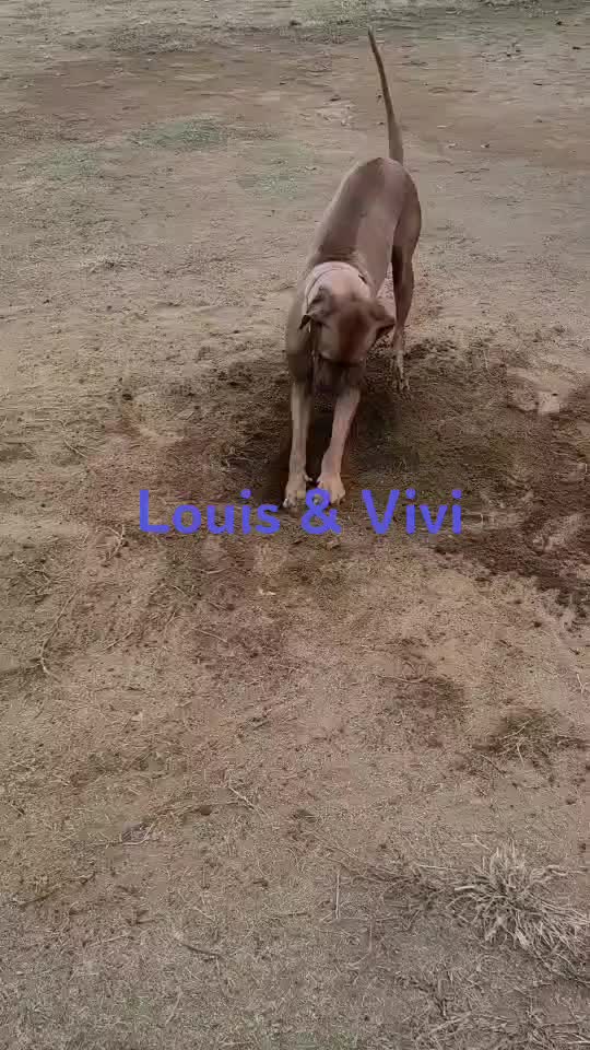 @Louis.Harry.rhodesianridgeback