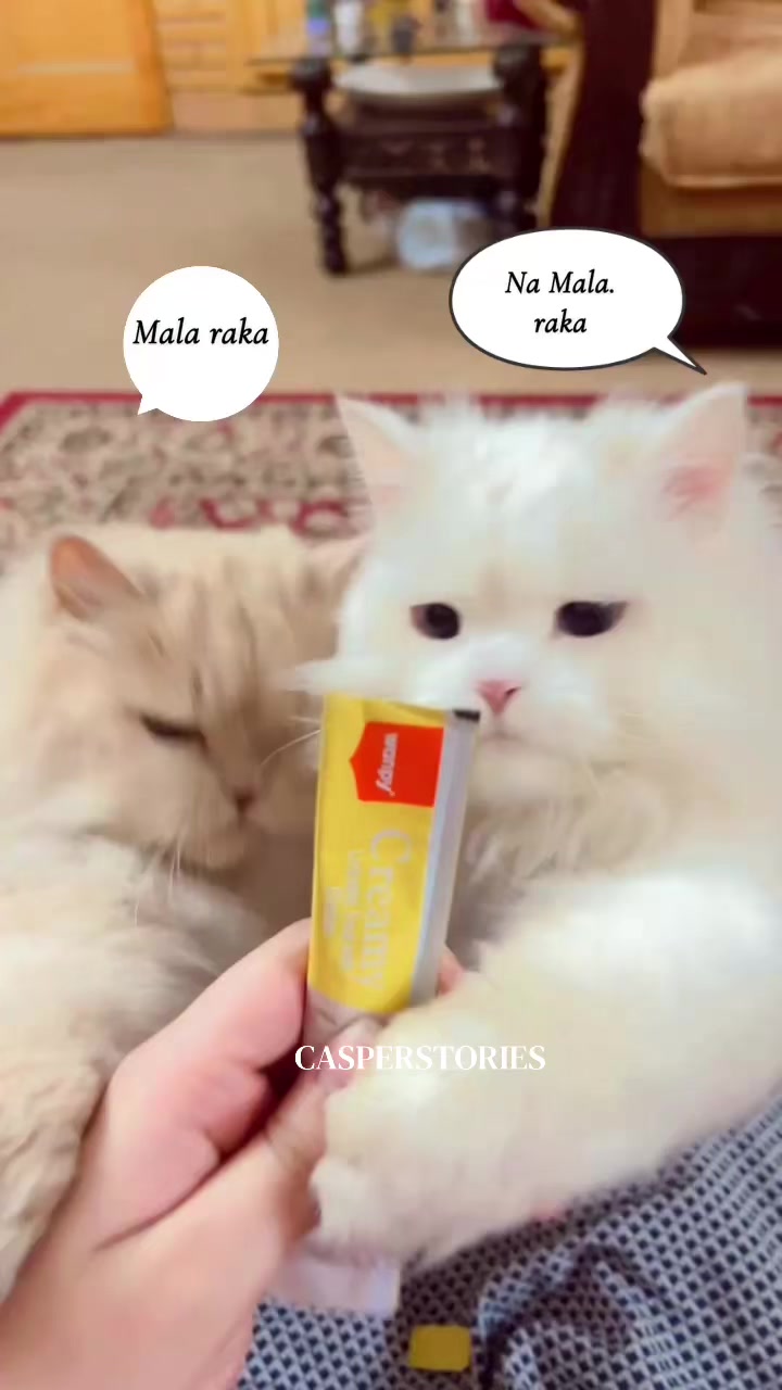 @๐ช๐๐๐๐๐ & ๐ด๐๐๐๐๐ ๐พ