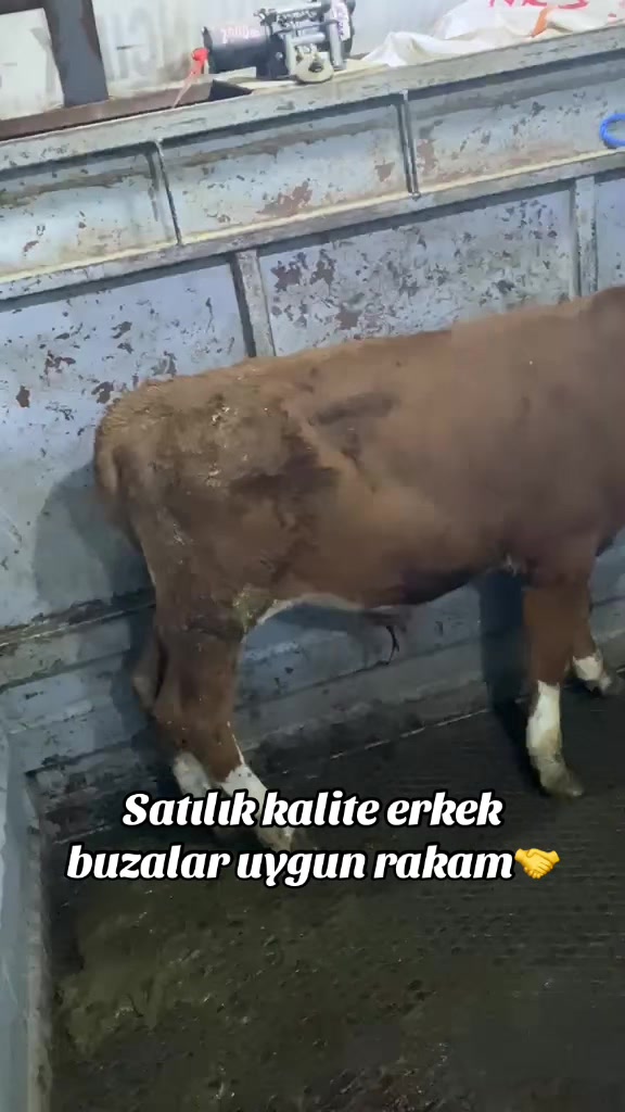 @ Recep Karaçam 