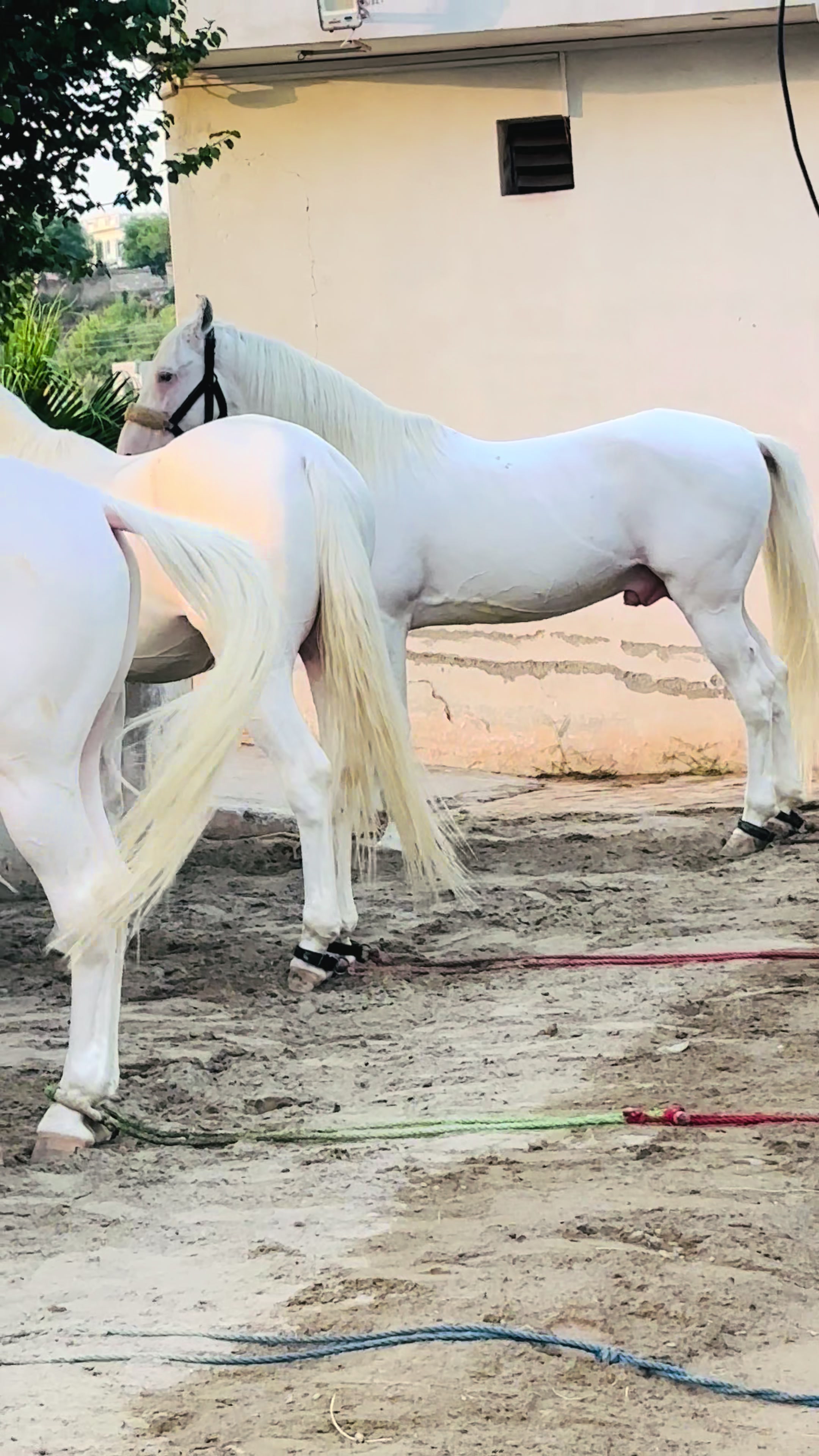 @☀️SUNRISE 🐎FARMS Rawalpindi