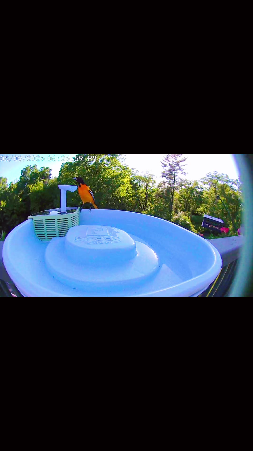 @Backyardbirdz