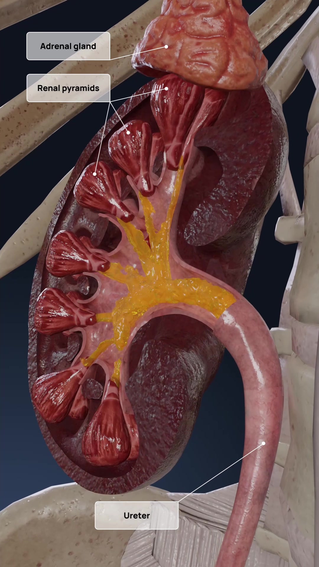 @VOKA 3D Anatomy & Pathology