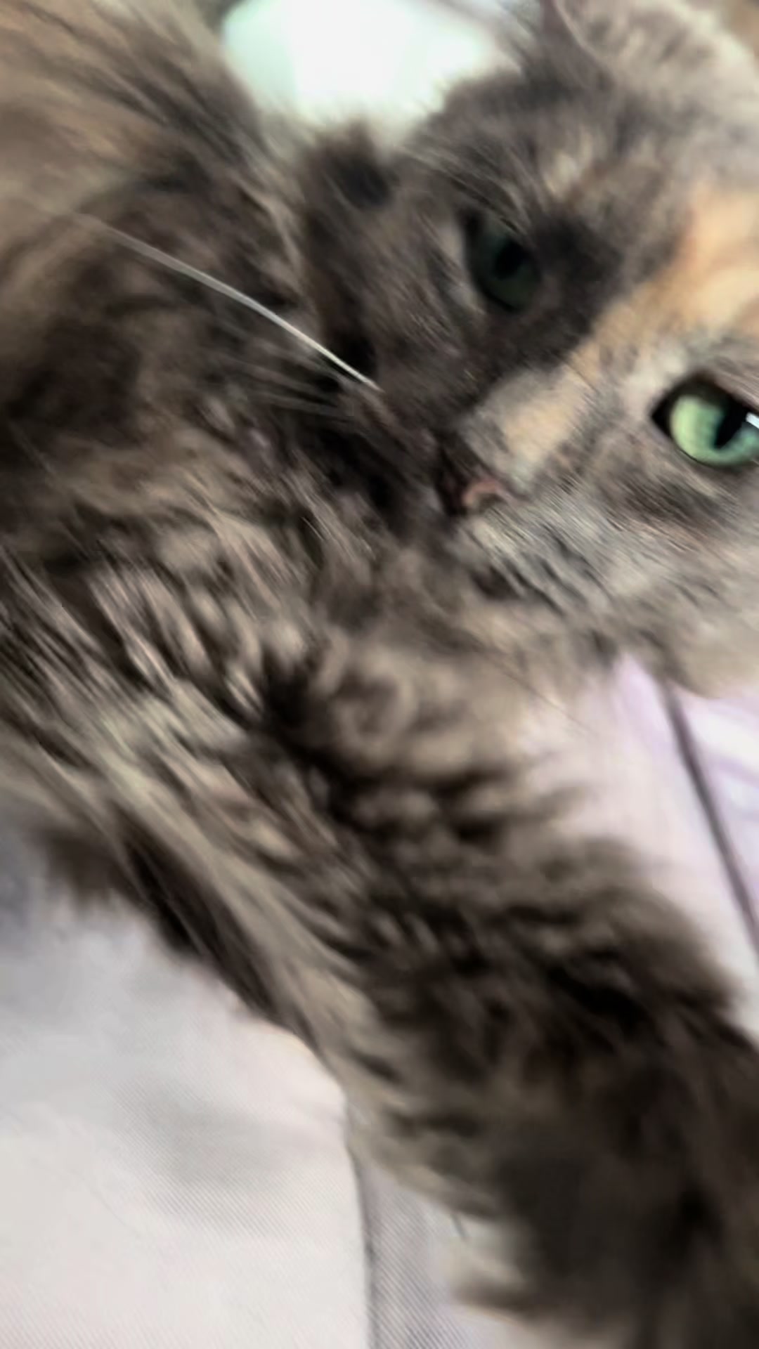 @Оля & Co🐈⬛🐈