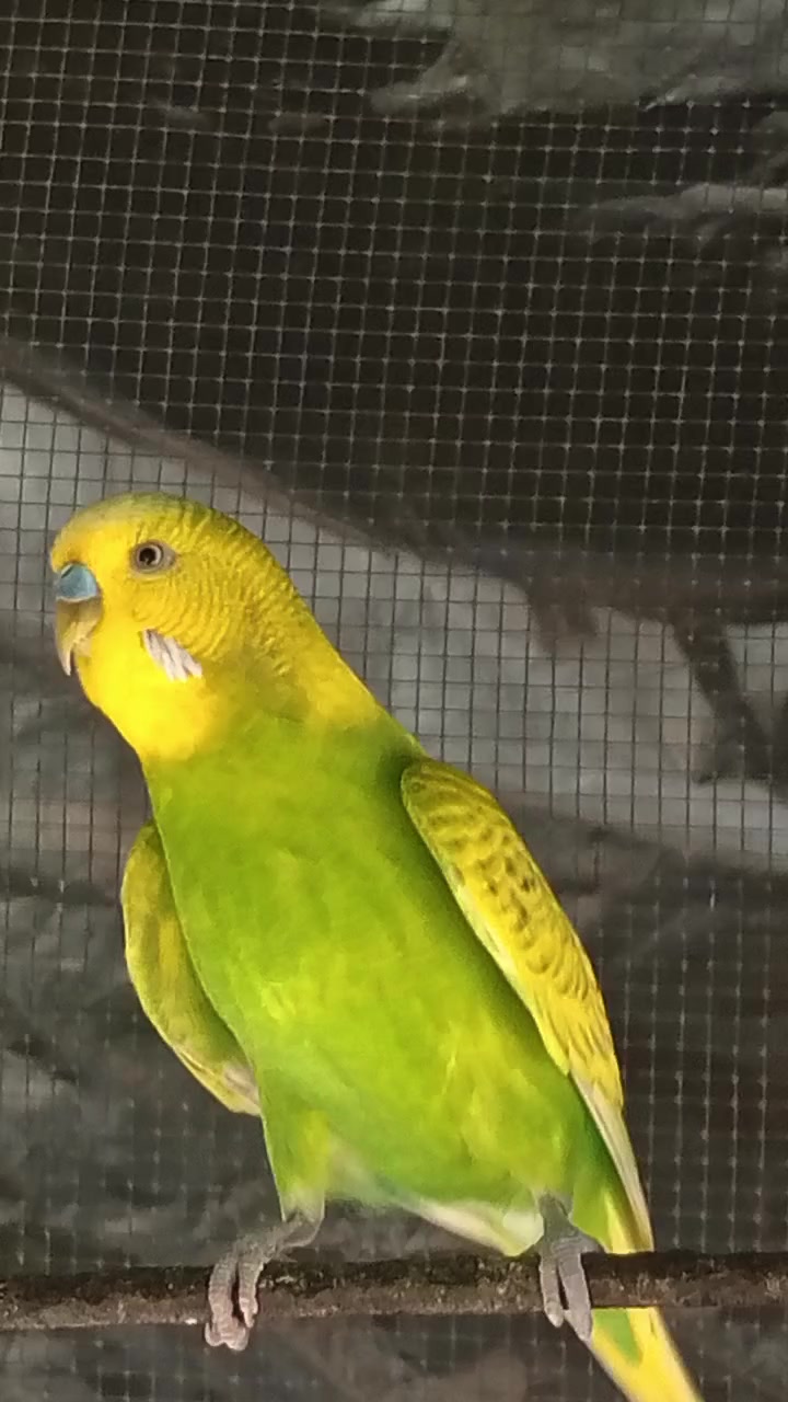 @AviarioRey45🇲🇽
