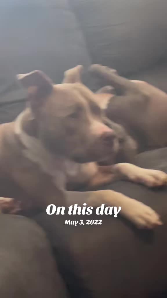 @Pittie Mom
