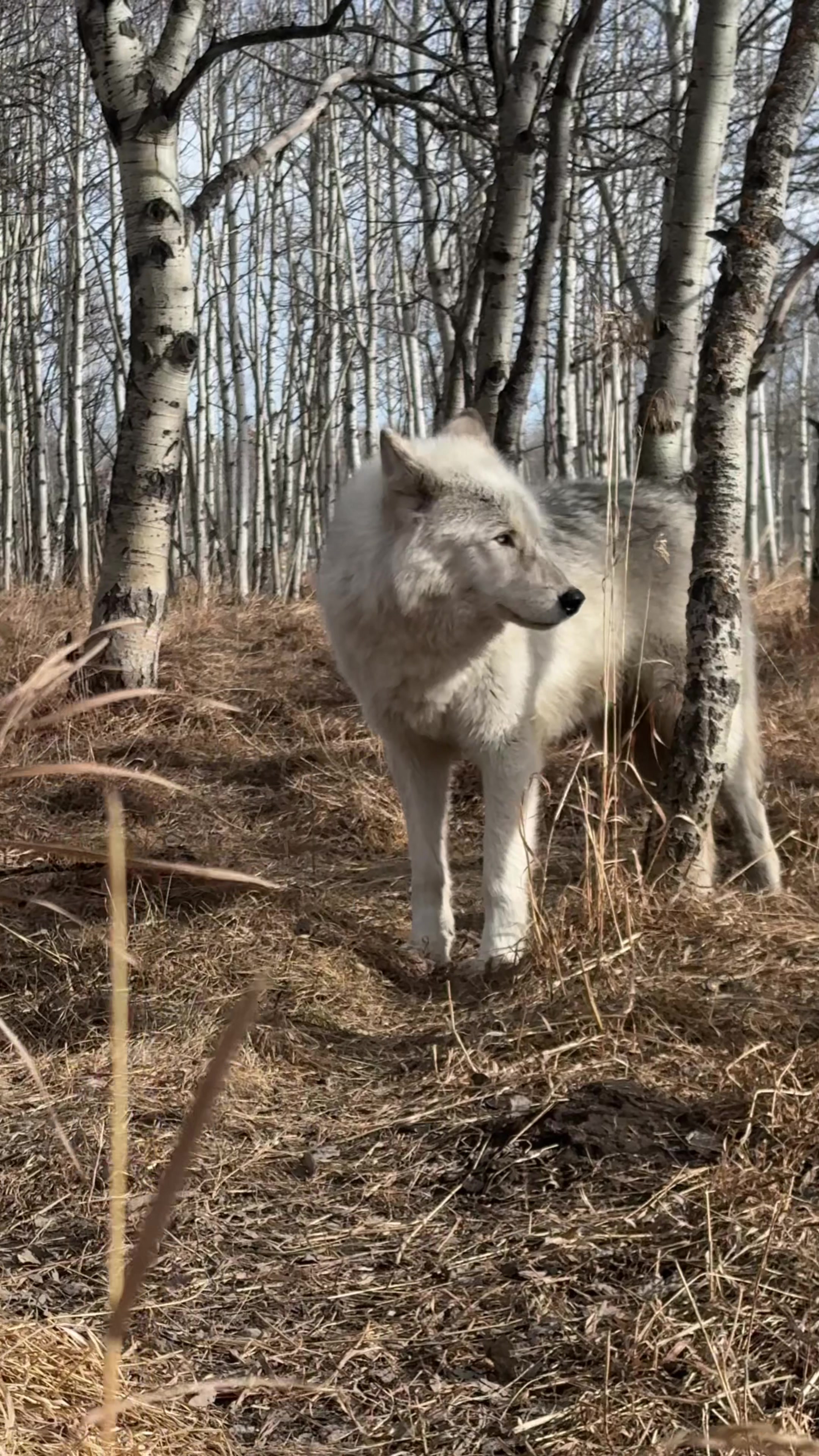 @Yamnuska Wolfdog Sanctuary