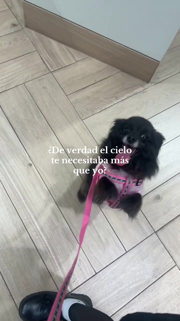 @Yosie 🐞