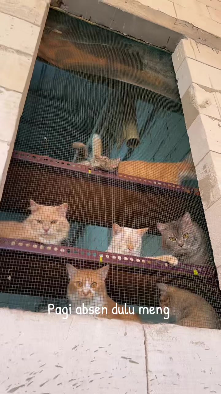 @BUMI ANABUL😺
