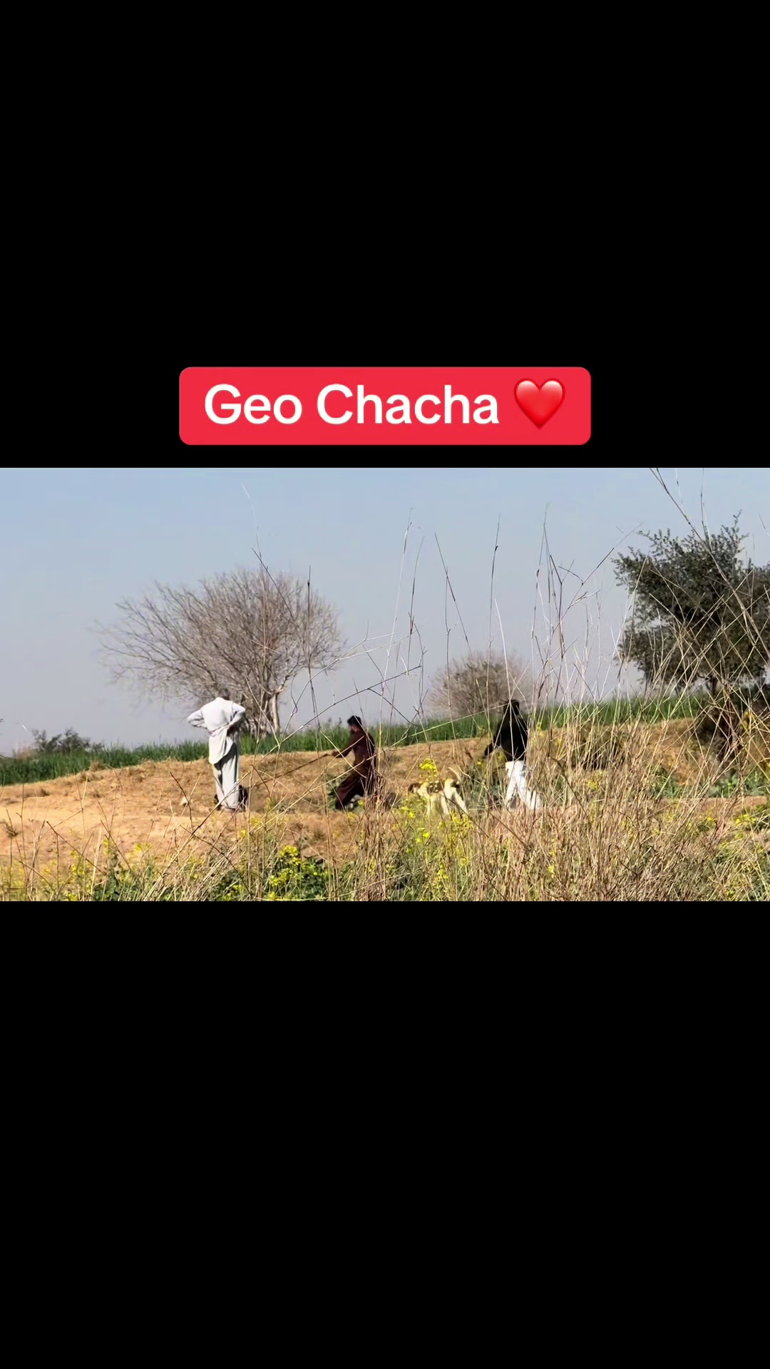 @Mohra Langrial Beetal1