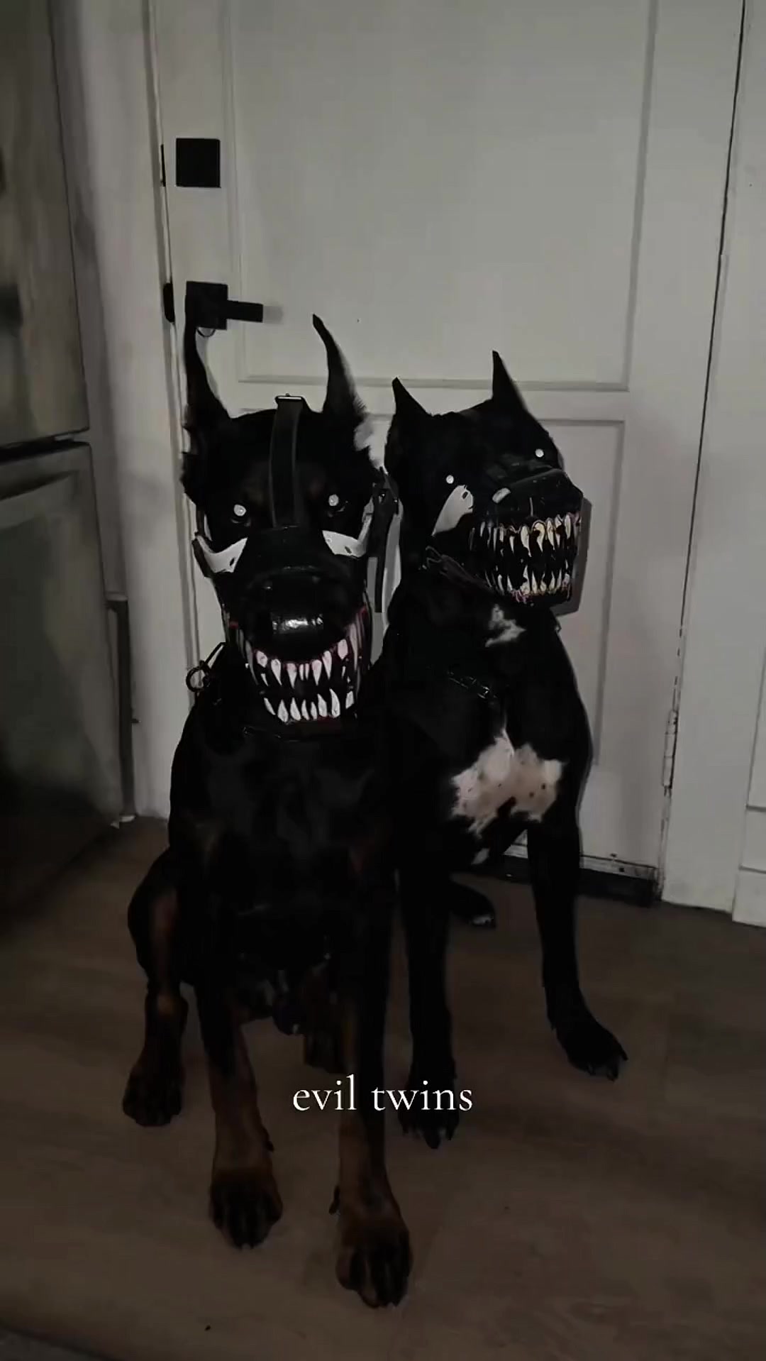 @Zona dos Cães