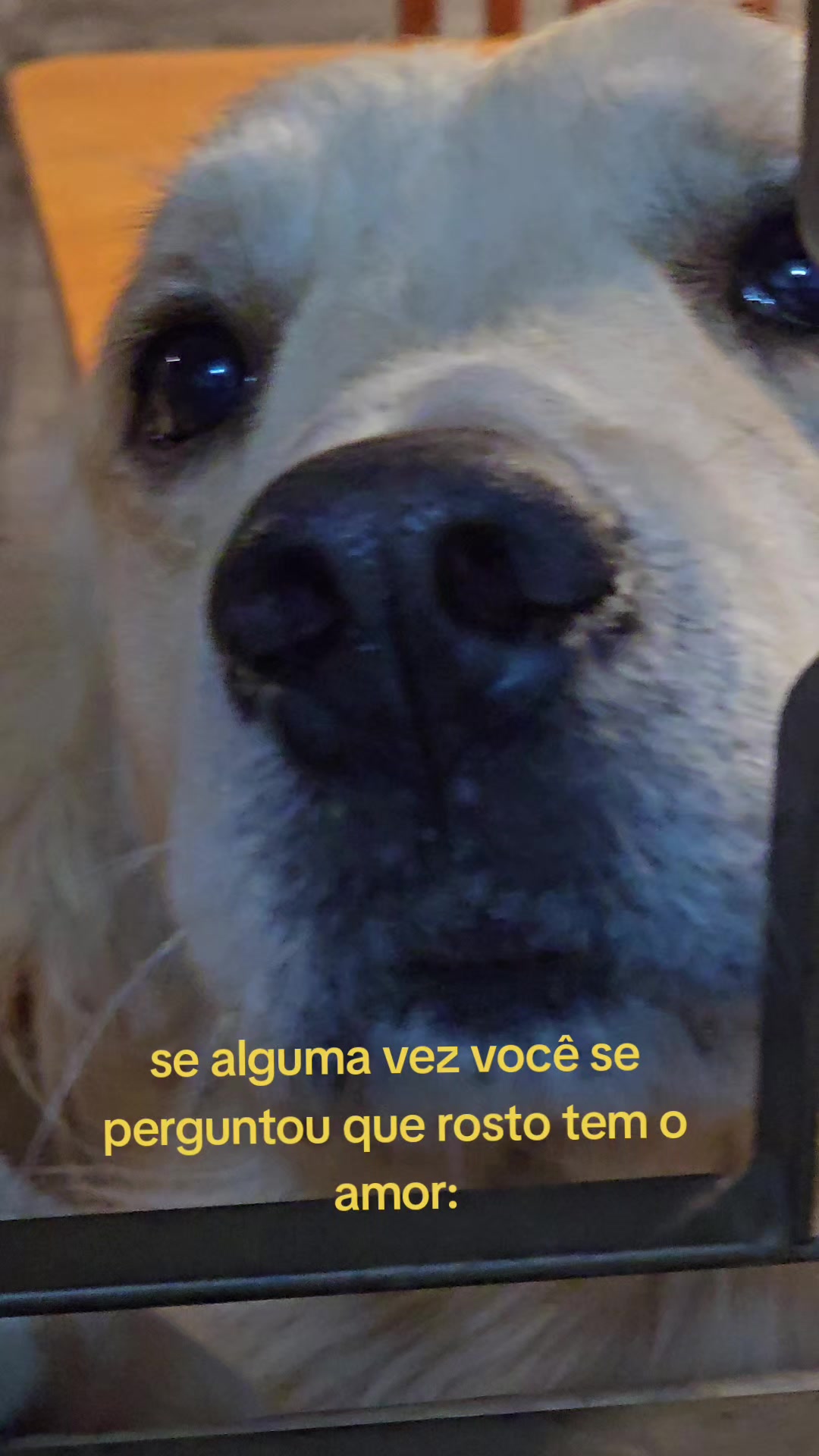 @✨️🐈❤️🐕❤️🐈✨️