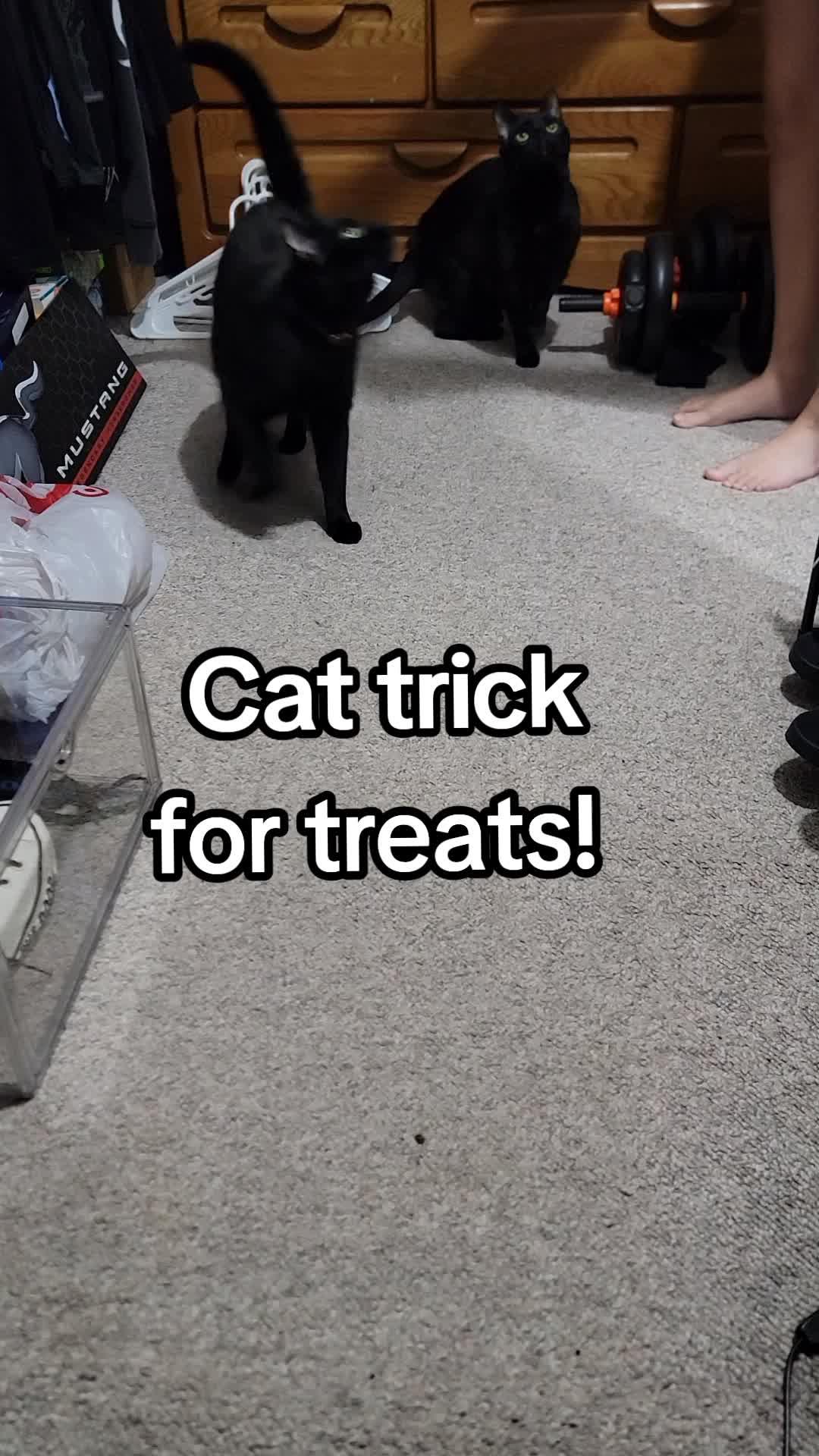@CatCraze